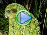 Saving the Kakapo video
